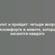 Поболит и пройдет: четыре вопроса о дискомфорте в животе, которые касаются каждого